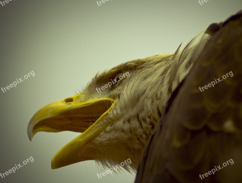 Adler Bird Of Prey King Raptor Heraldic Animal