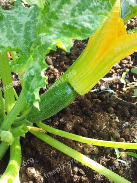 Vegetable Organic Squash Zucchini Garden