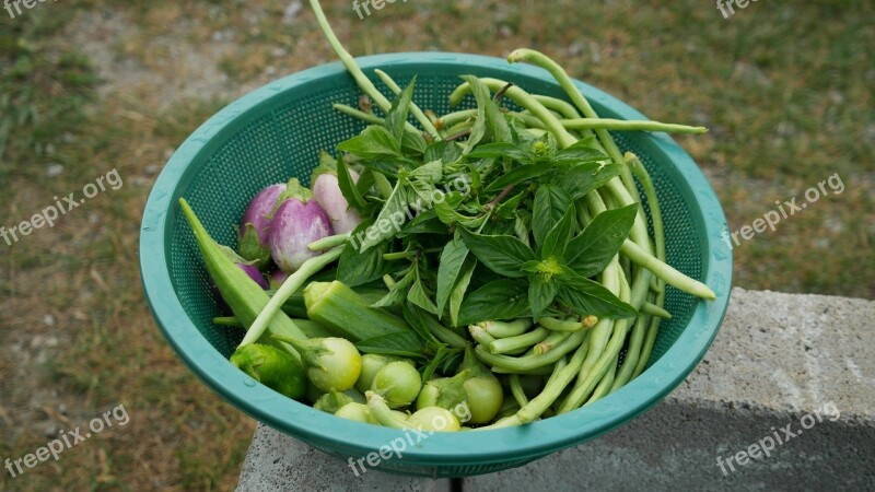 Harvest Gardening Vegetable Garden Fresh Harvesting