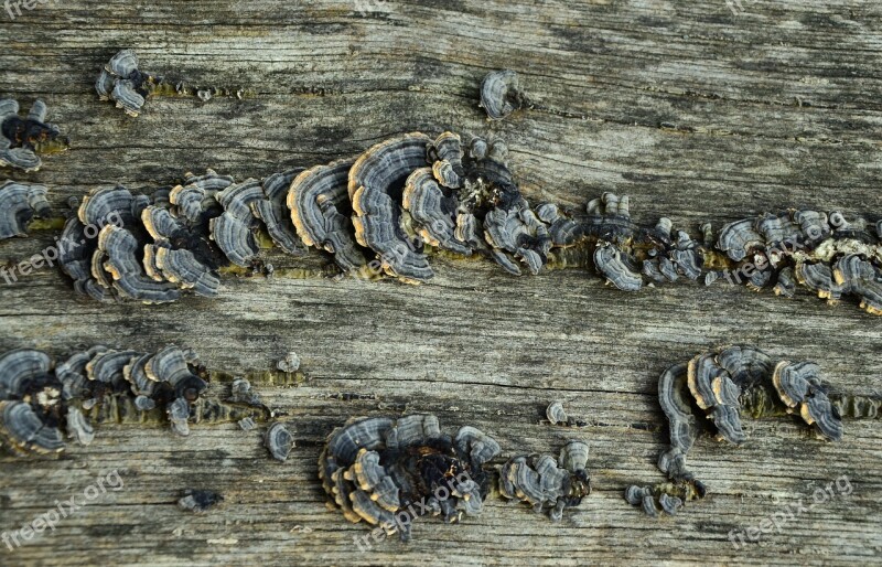 Wood Old Wood Mushrooms Fungal Growth Weathering