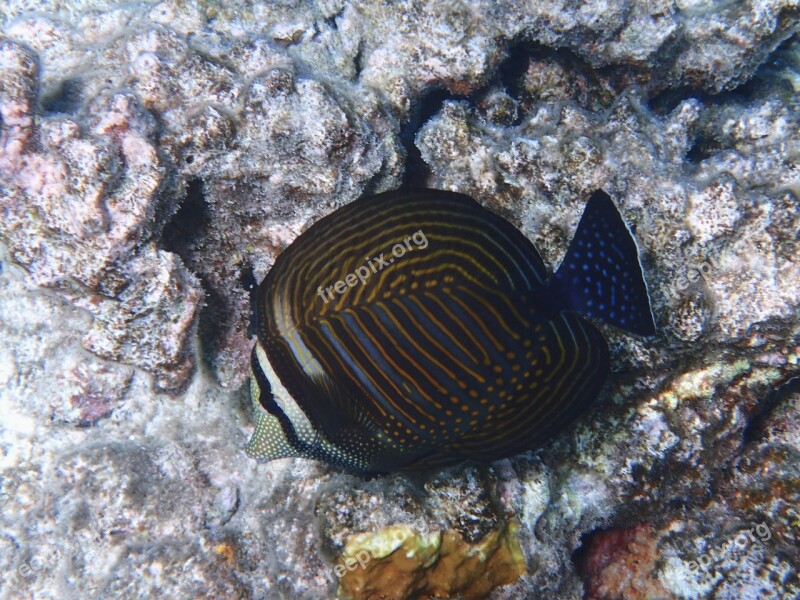 Diving Underwater World Exotic Fish Underwater Life Marine Life