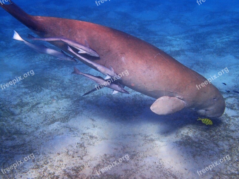 Manatee Dugong Underwater World Snorkeling Red Sea