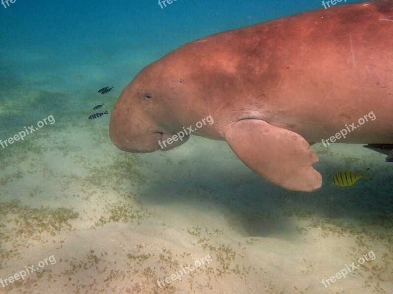 Manatee Dugong Snorkeling Diving Red Sea