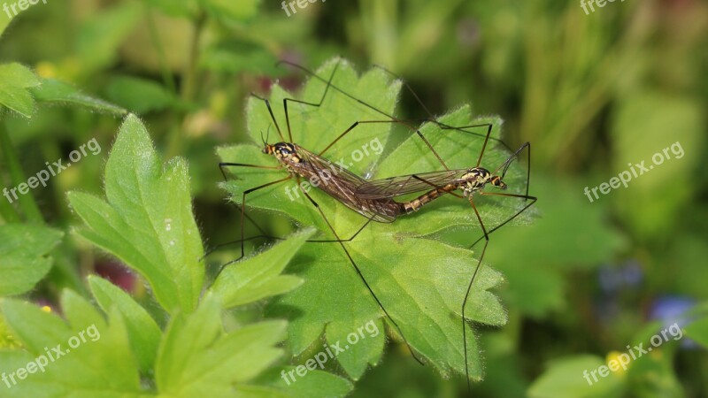 Spring Coupling Mosquitoes Garden Free Photos