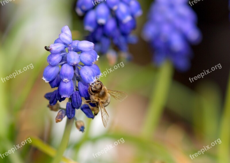 Blossom Bloom Violet Bee Blue