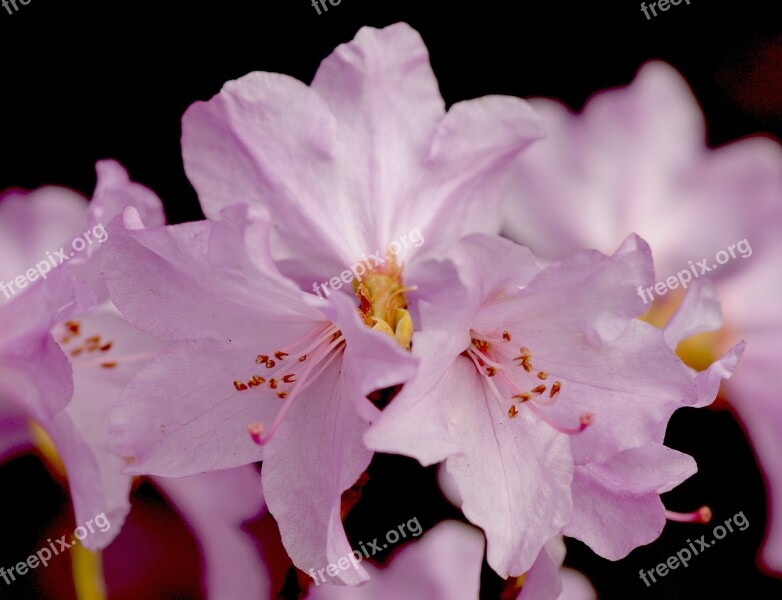 Rododendron Blossom Bloom Flowers Bright