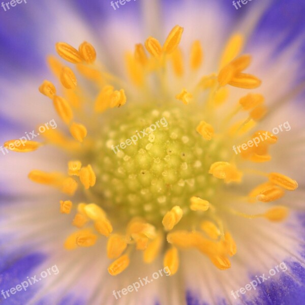 Anemone Violet Yellow Pollen Flower