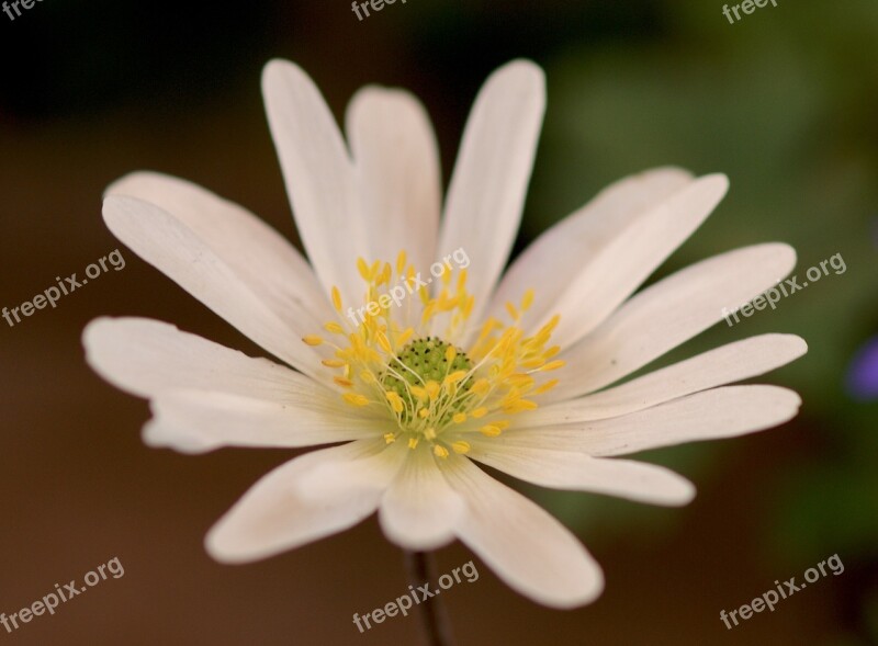 Anemone Blossom Bloom Wood Anemone Spring