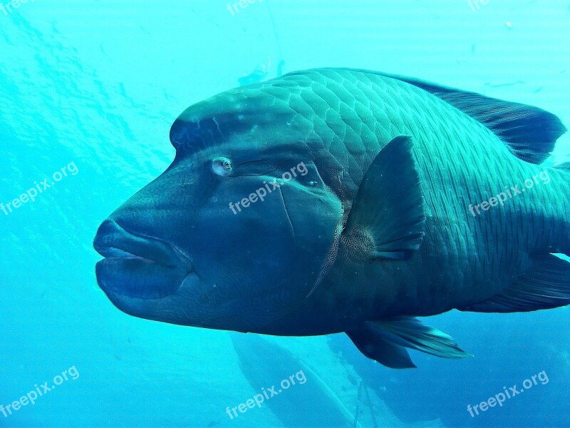 Egypt Red Sea Sea Fish Napoleon