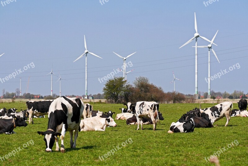 East Frisia Cows Windräder Graze Bushes