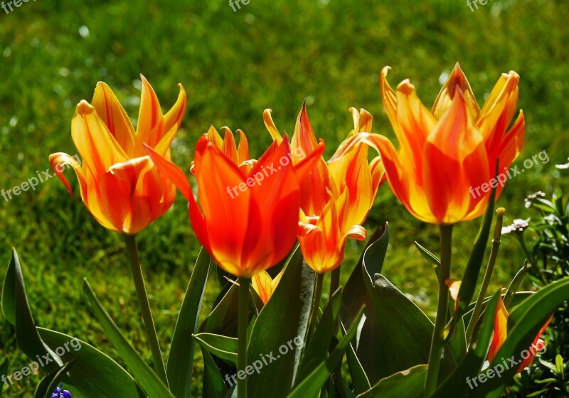 Tulips Tulpenbluete Spring Colorful Tulip Cup