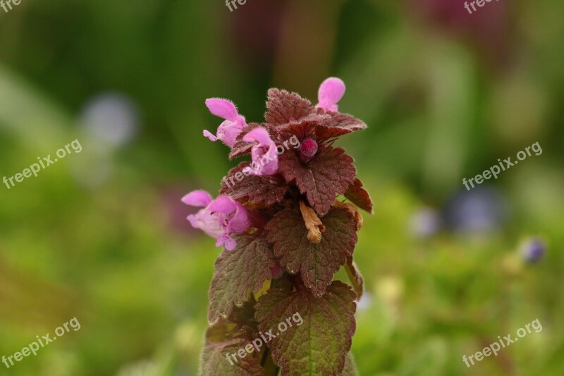 Wildlife Nature Flower Wild Pink