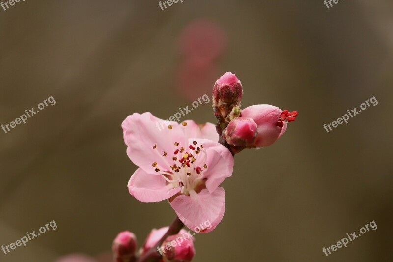 Wildlife Nature Flower Wild Pink