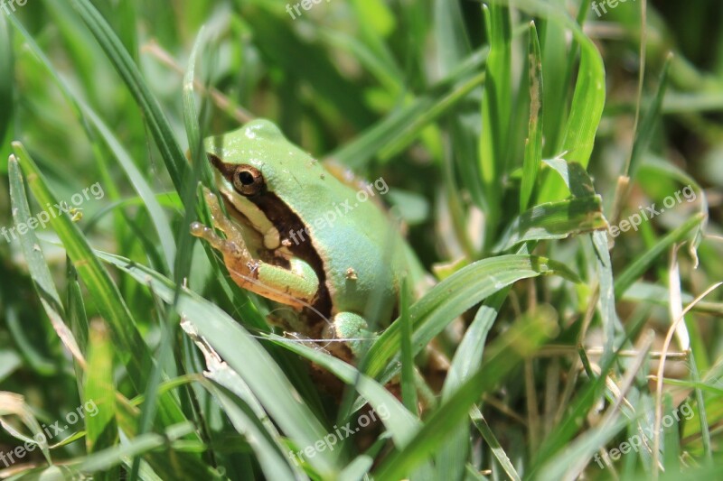 Frog Wildlife An Animal Amphibian