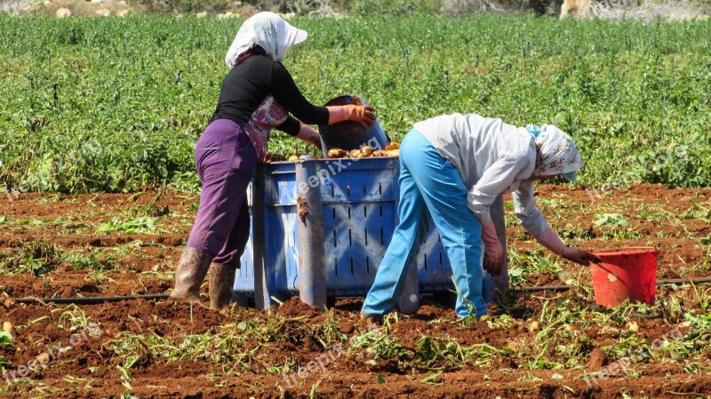 Cyprus Liopetri Potatoes Harvest Vegetable