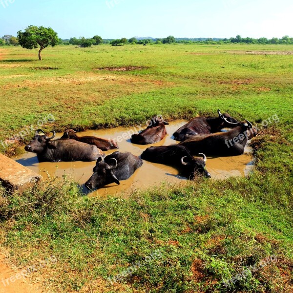 Buffalo Bulls Animals Nature Animal