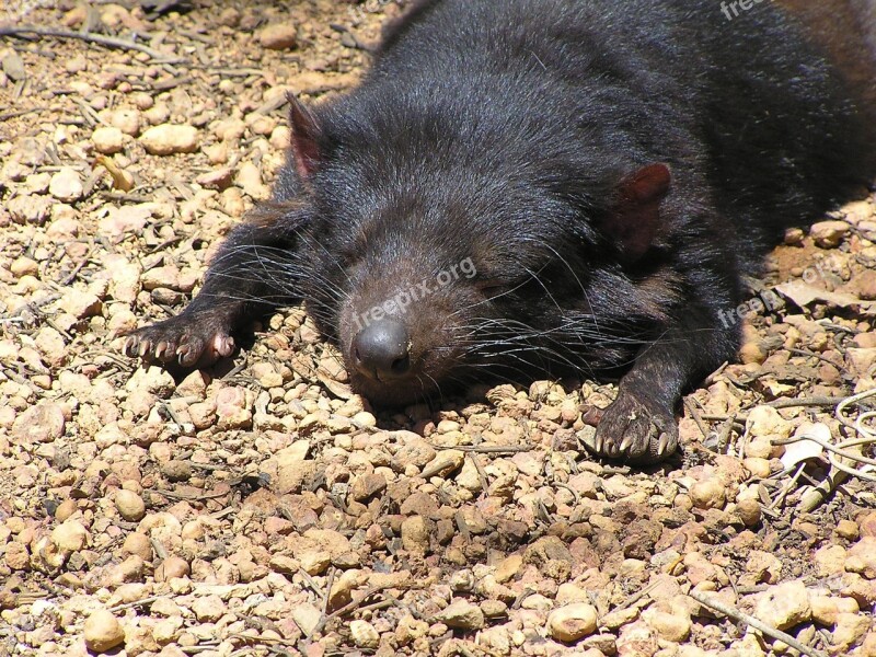 Tassie Tasmanian Australia Animal Nature