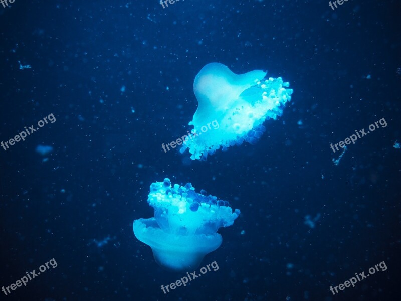 Animals Jellyfish Sea Animal Blue Aquarium