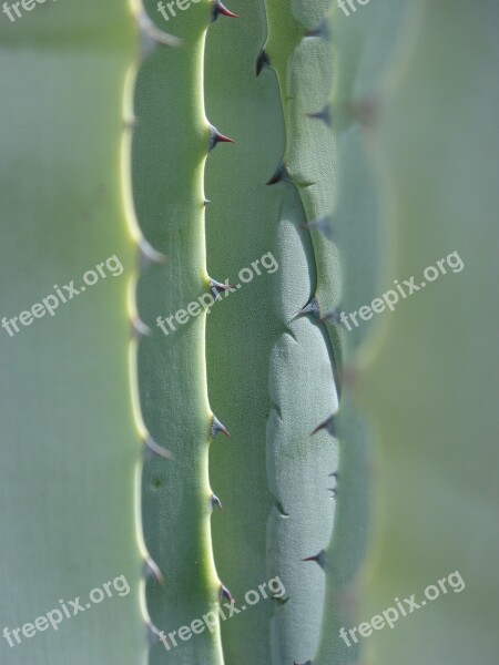 Agave Leaves Texture Abstract Background Skewers