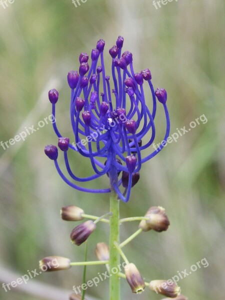 Wild Flower Curiously Lilac Blue Beauty