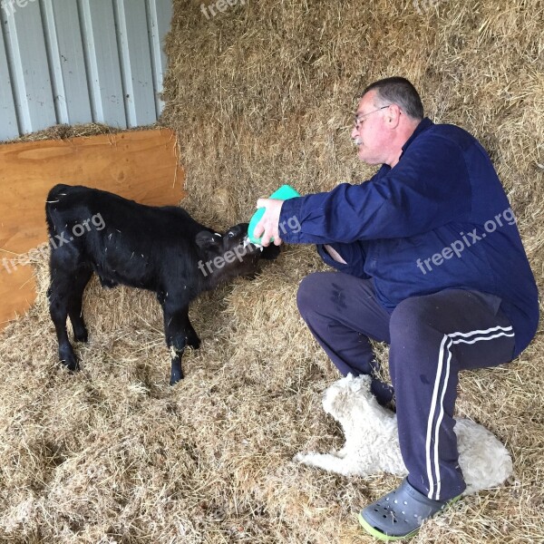 Feeding Calves Farm Baby Calf Animal Feeding