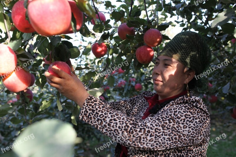 Aksu Red Slope Apple Tree China