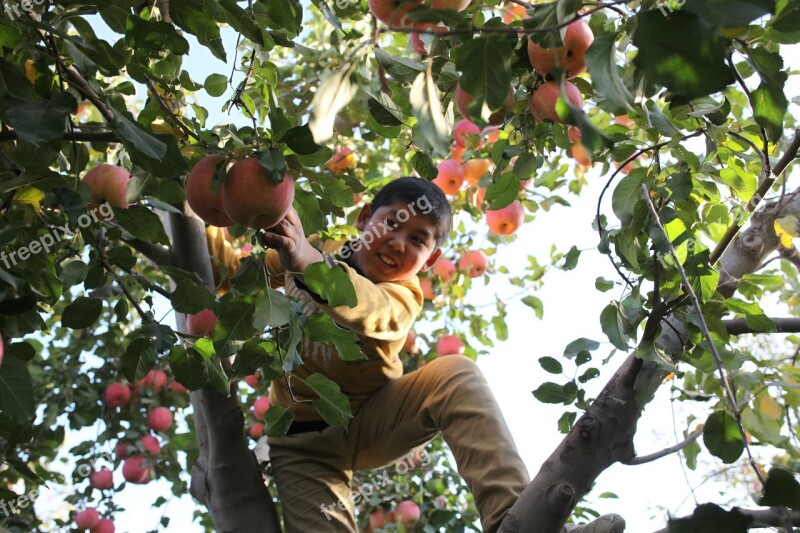 Aksu Red Slope Apple Tree Child