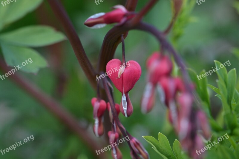 Watery Heart Garden Pink Blossom Bloom