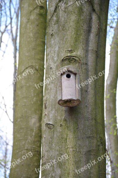 Forest Aviary Spring Nature Beech