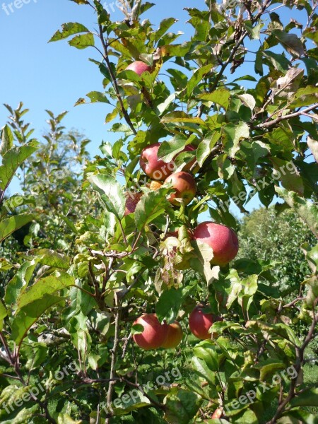 Apple Orchard Juice Fruit Trees Fruit