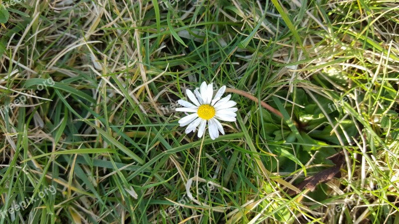 Grass Daisies Sun Macro Free Photos