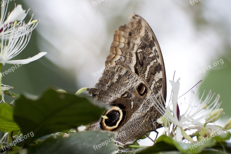 Caligo Eurilochus Eye Butterfly Exotic Tropics