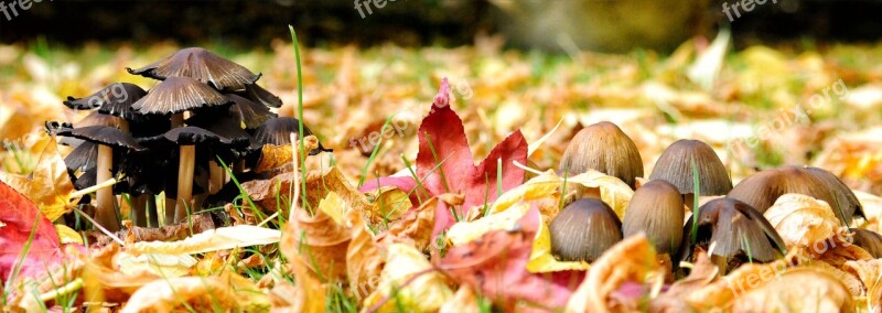 Fall Fungus Undergrowth Forest Mushrooms Nature