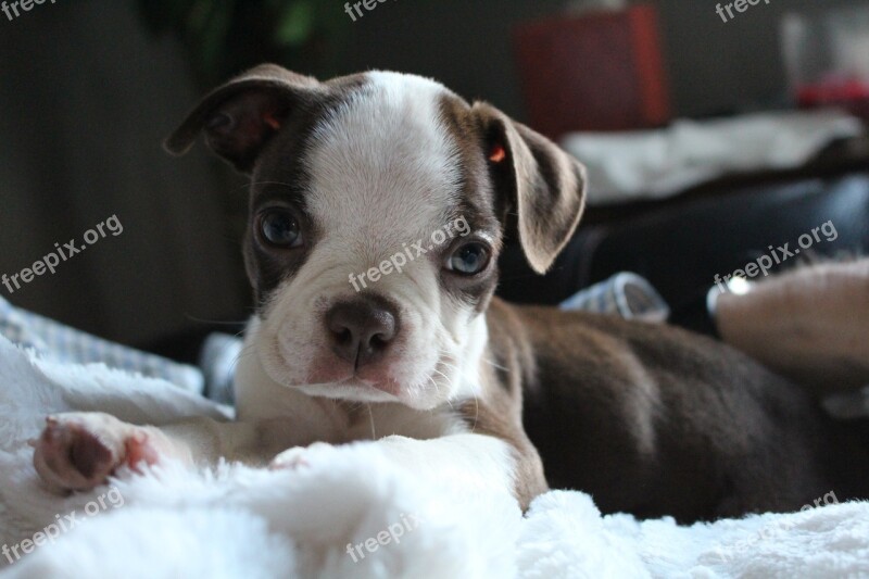 Boston Terrier Puppy Animal Pet Terrier