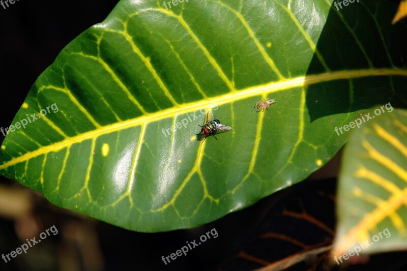 Fly Spider Leave Insect Prey