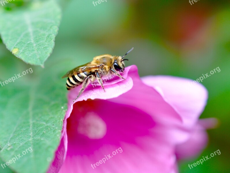 Insect Nature Beekeeping Honey Bee Free Photos