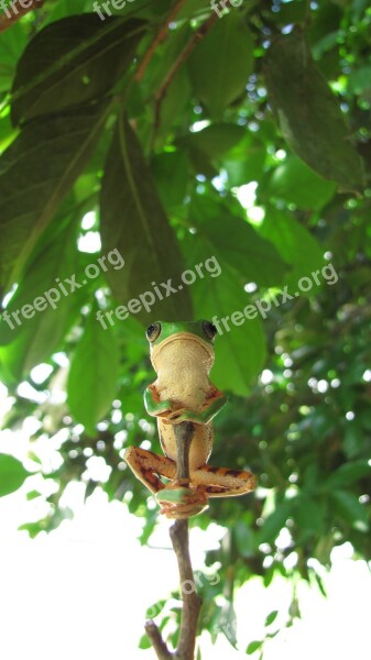 Amphibian Frog Tree Phyllomedusa Wild Animal