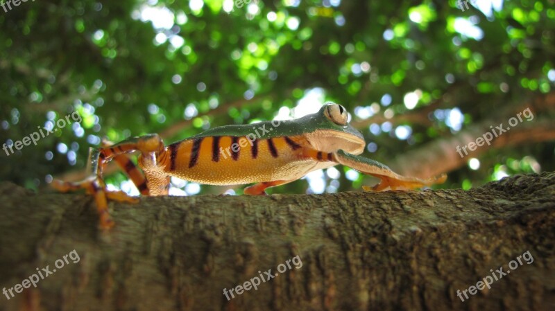 Amphibian Frog Tree Phyllomedusa Wild Animal