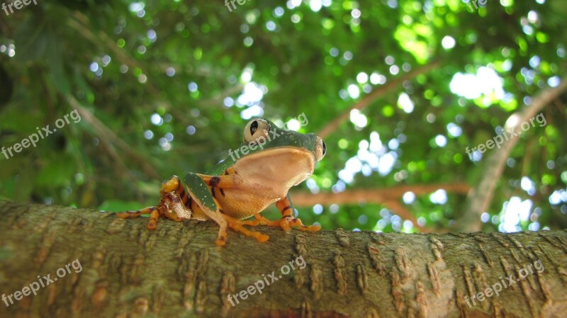 Amphibian Frog Tree Phyllomedusa Wild Animal