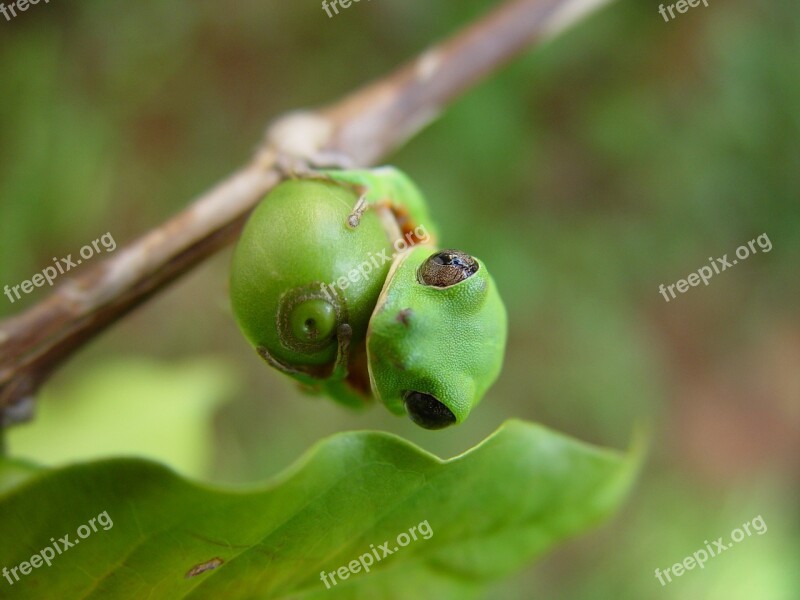 Amphibian Frog Phyllomedusa Wild Animal Coffee