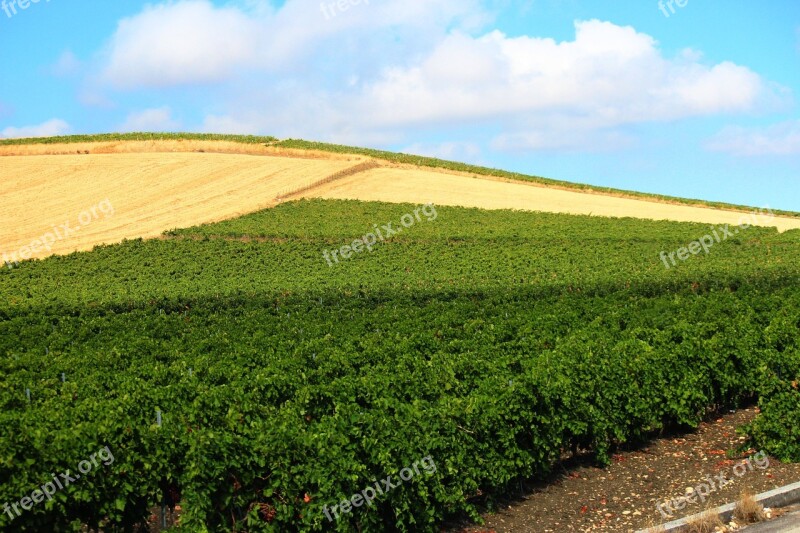 Fields Plantations Wheat Sicily Summer