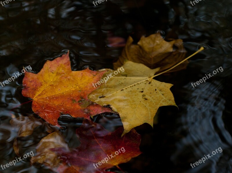 Leaves Autumn Yellow Leaves Maple Leaf Maple Leaves