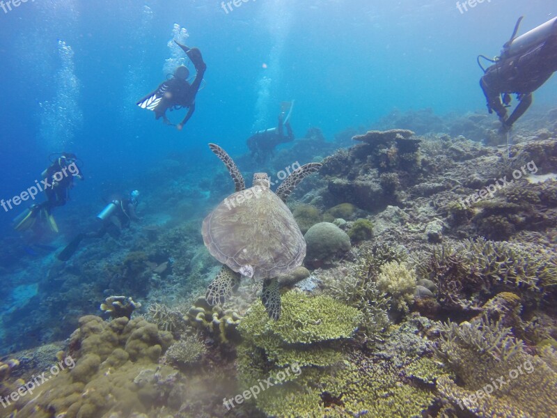 Scuba Diving Scuba Diving Diver Turtle