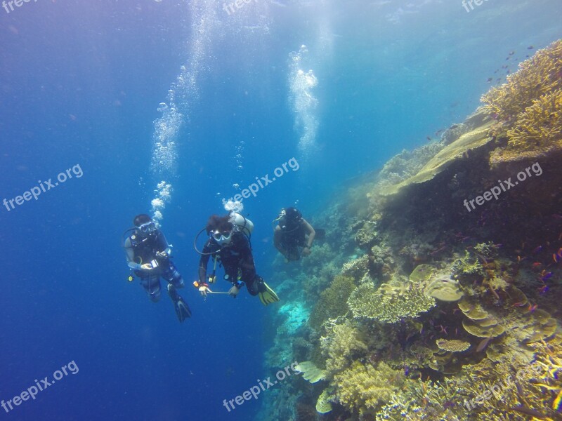 Scuba Diving Scuba Diving Diver Coral