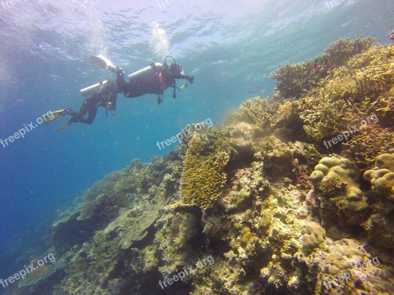 Scuba Diving Scuba Diving Diver Coral