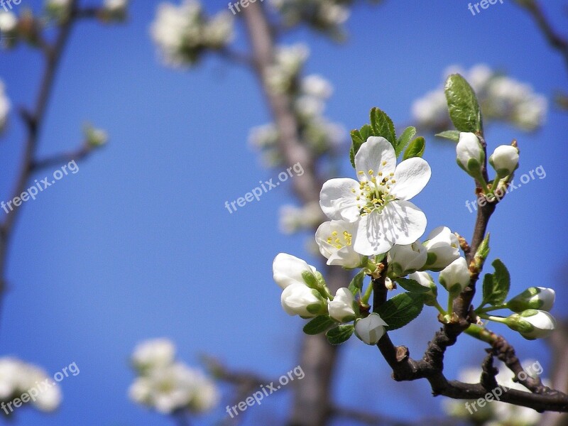 Spring Flower Pollen White Flower Tender