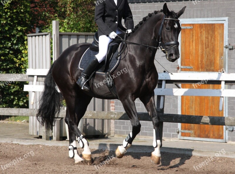 Equestrian Dressage Gallop Reiter Horse