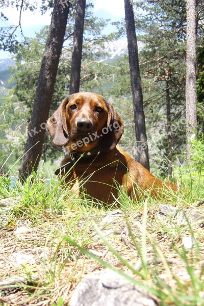 Far Right Tyrol Hunting Dog Lake Free Photos