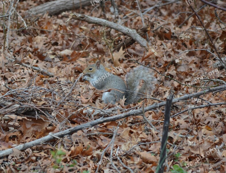 Squirrel Gray Animal Tree Cute