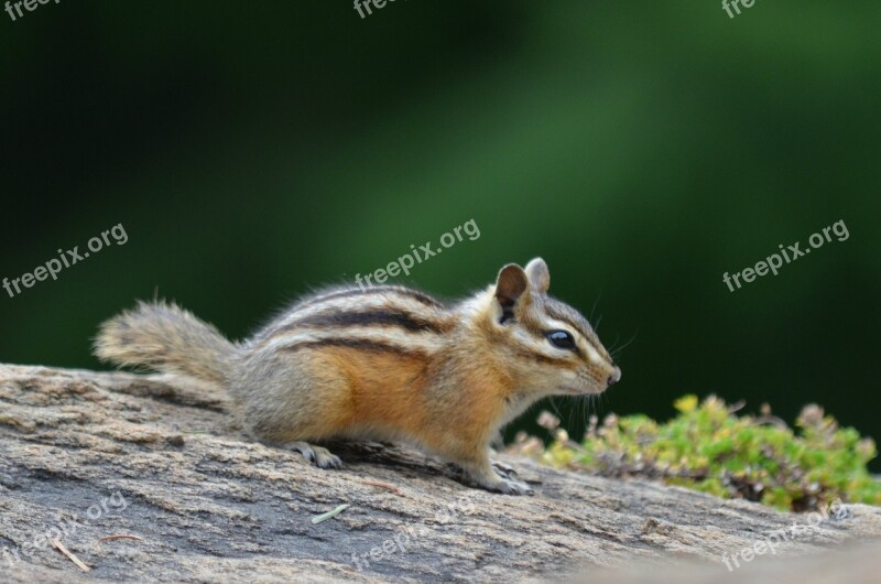 Chipmunk Outside Partk Animal Nature